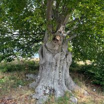 Zelená Stuha Horehronia, Mýto pod Ďumbierom až Zelená Stuha Horehronia, Mýto pod Ďumbierom