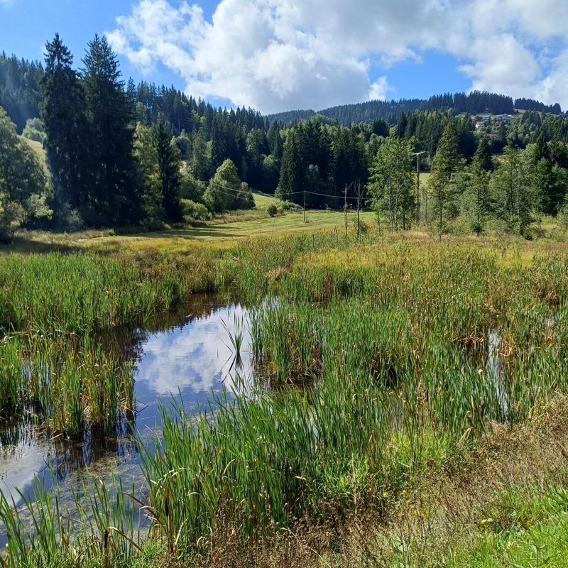 Zartenbachweg, Hinterzarten nach Zartenbachweg, Hinterzarten
