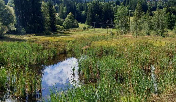 Zdjęcie 2 trasy Bikemap „Zartenbachweg, Hinterzarten nach Zartenbachweg, Hinterzarten”