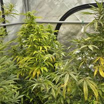 Vansco Road to Lake Shore Boulevard West