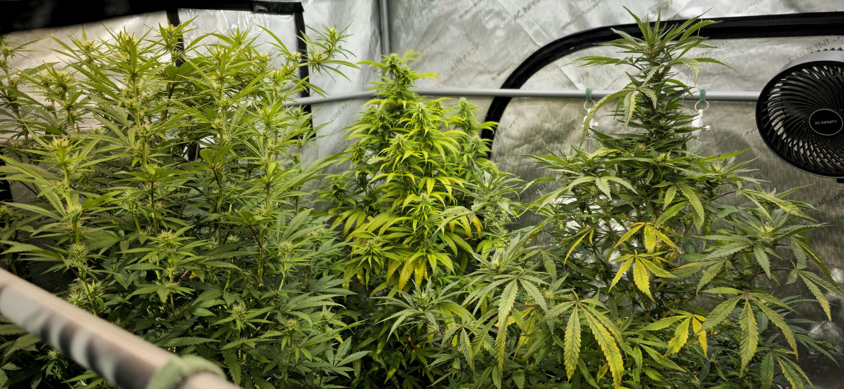 Vansco Road to Lake Shore Boulevard West