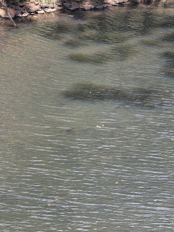 Coral Street to Coral Street