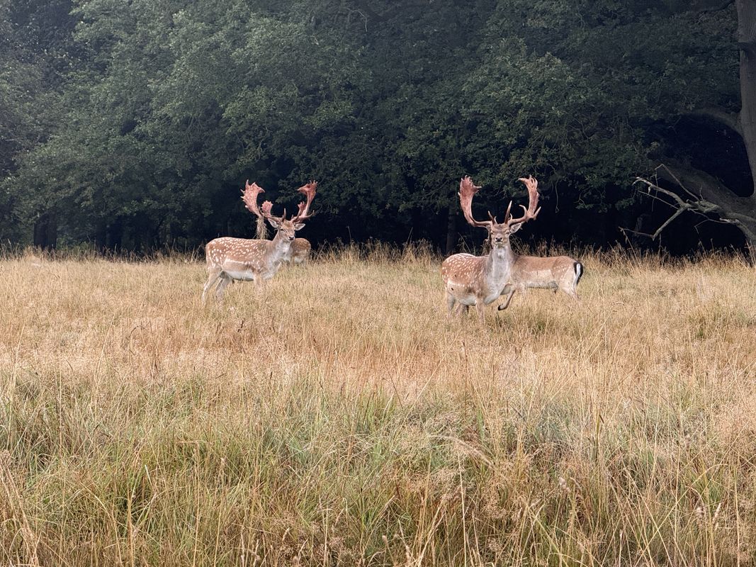 Klampenborg to Digterparken, Ballerup