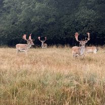 Photo 7 of the Bikemap route "Klampenborg to Digterparken, Ballerup" Photo 7 of the Bikemap route "Klampenborg to Digterparken, Ballerup"
