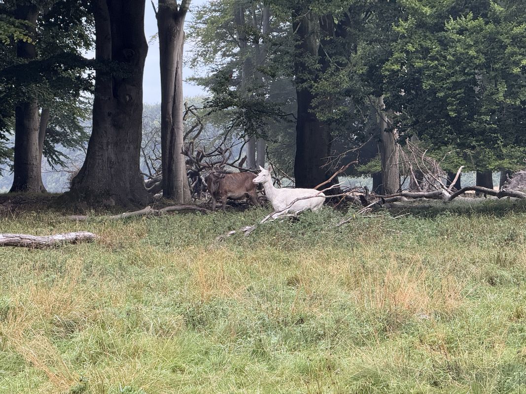 Klampenborg to Digterparken, Ballerup