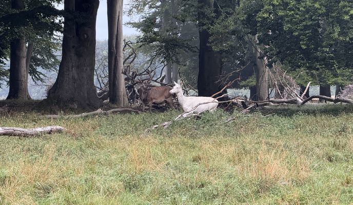 Photo 1 of the Bikemap route "Klampenborg to Digterparken, Ballerup" Photo 1 of the Bikemap route "Klampenborg to Digterparken, Ballerup"