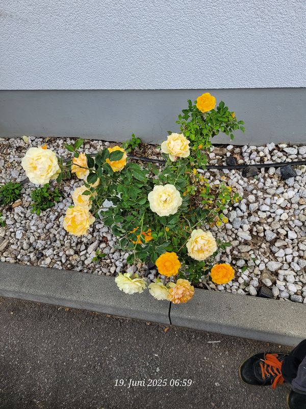 Arbeit Sally