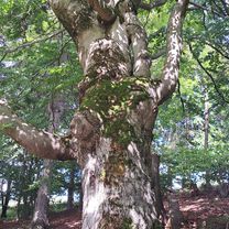 Oščadnica do Oščadnica