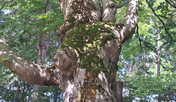 Foto 1 der Bikemap-Route "Oščadnica do Oščadnica"