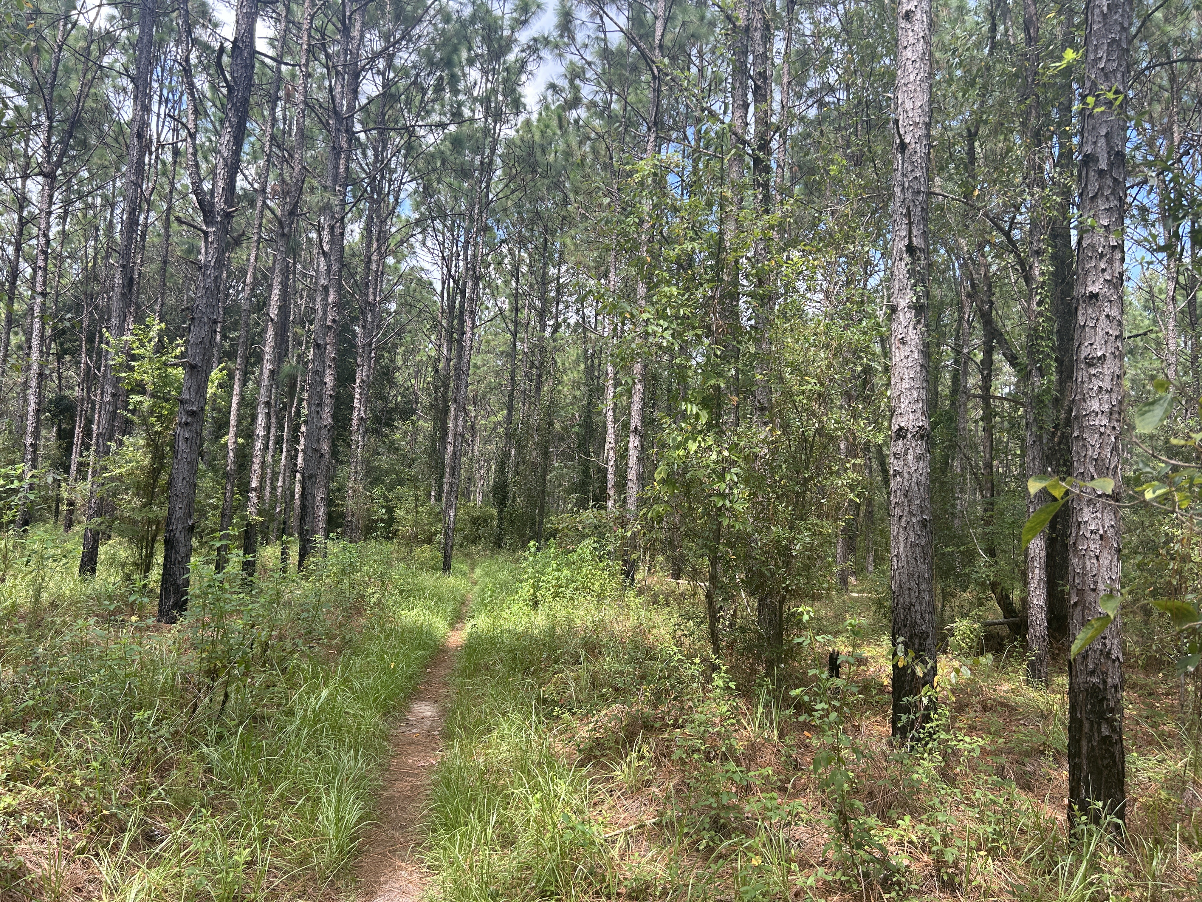 Cross Florida Greenway Trail, Ocala to Florida National Scenic Trail, Ocala