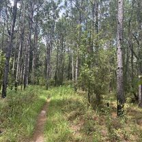 Cross Florida Greenway Trail, Ocala to Florida National Scenic Trail, Ocala