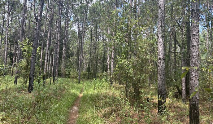 Photo 1 of the Bikemap route "Cross Florida Greenway Trail, Ocala to Florida National Scenic Trail, Ocala"