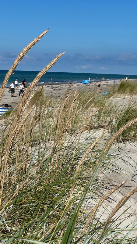Wieck a.d. Darß zum Weststrand durch den Darßer Urwald