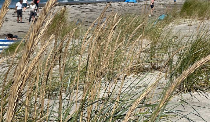 Foto 1 de la ruta de Bikemap "Wieck a.d. Darß zum Weststrand durch den Darßer Urwald" Foto 1 de la ruta de Bikemap "Wieck a.d. Darß zum Weststrand durch den Darßer Urwald"