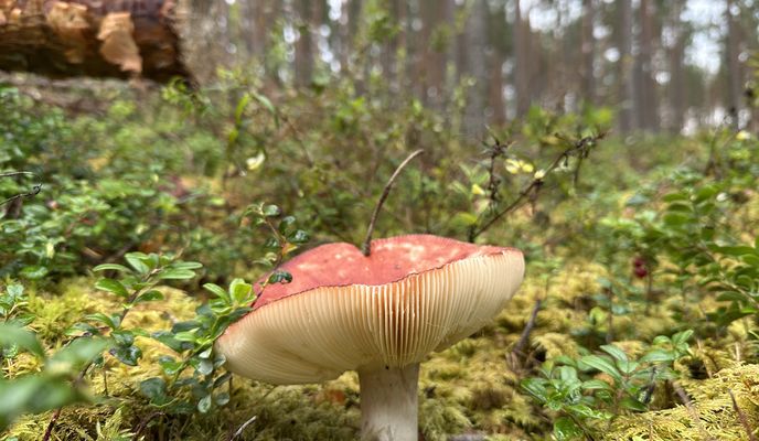 Foto 2 der Bikemap-Route "A. Čaka iela, Рига до A. Čaka iela, Рига"