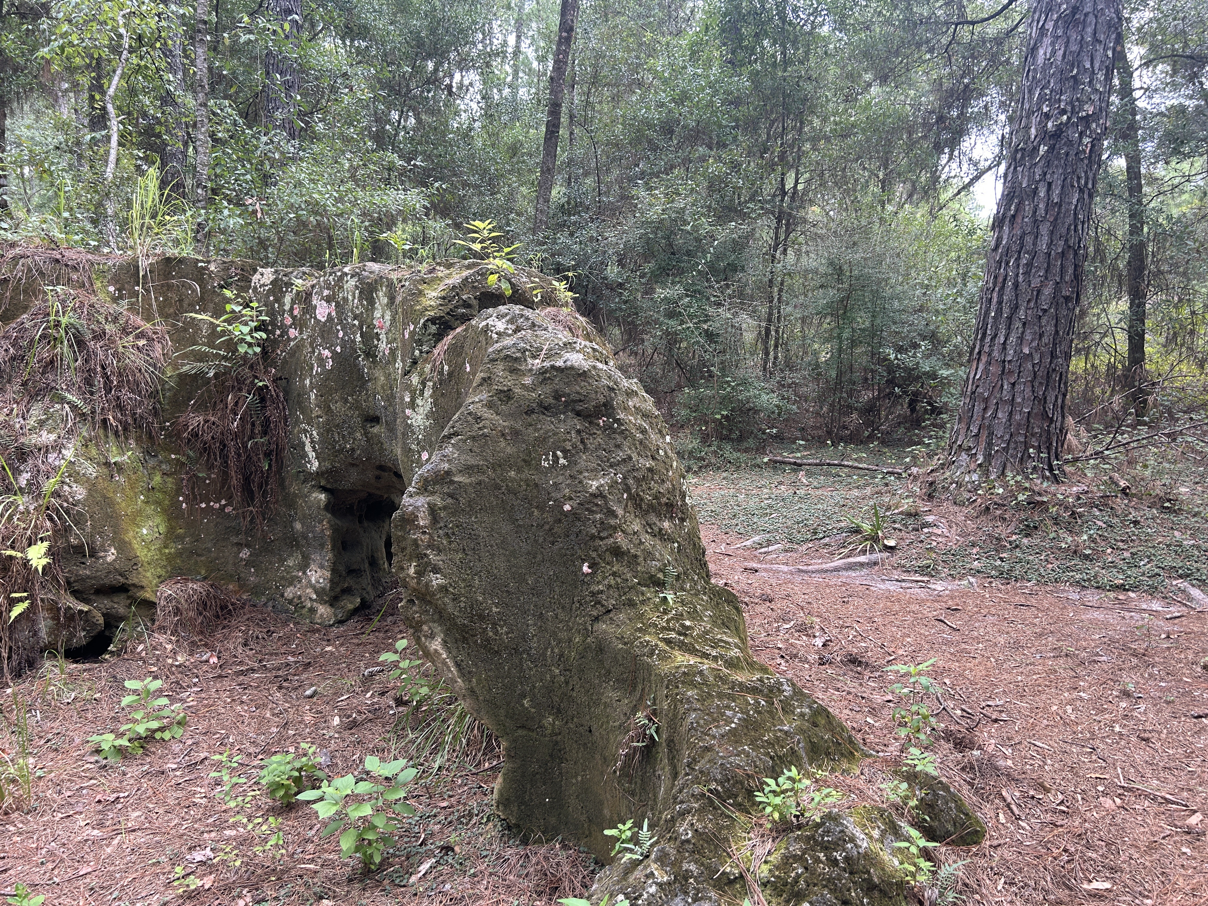 Cross Florida Greenway Trail, Dunnellon to Florida National Scenic Trail, Ocala