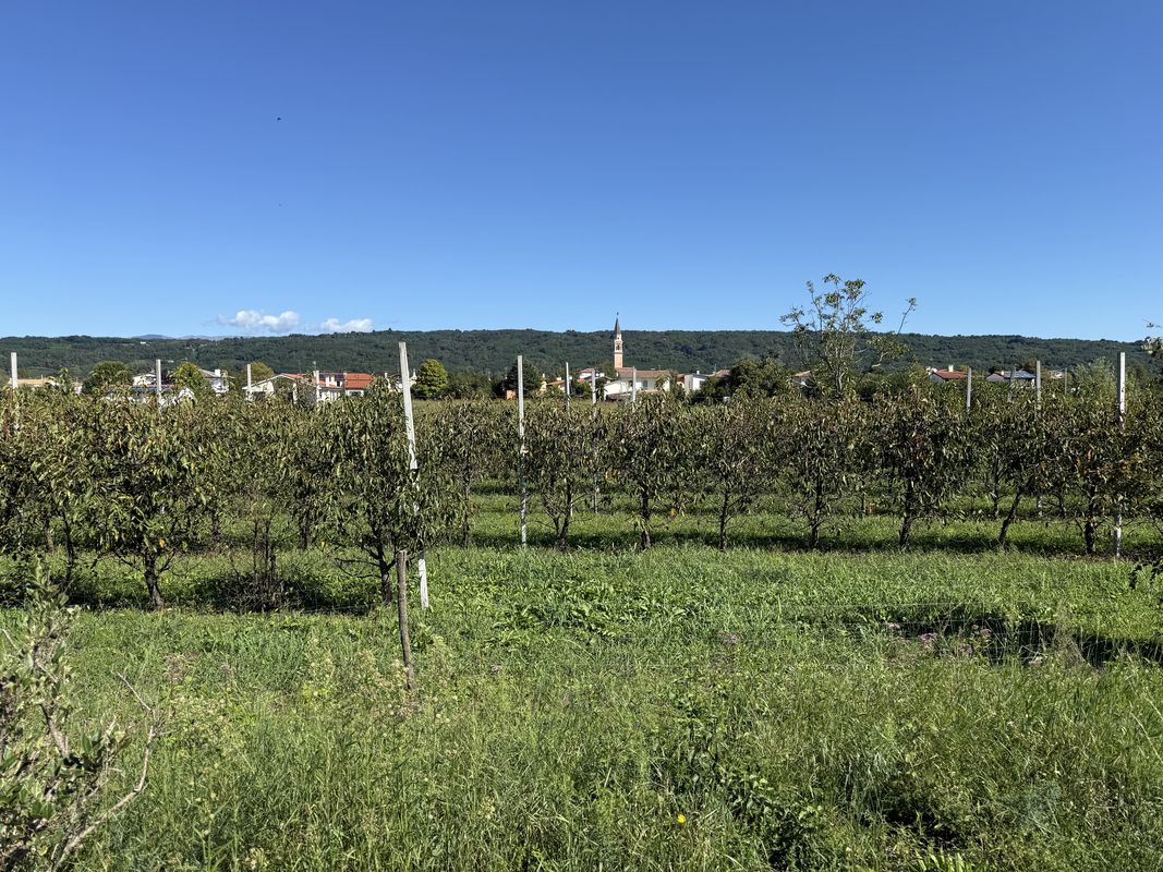 Via San Pio X, Volpago del Montello a Corso Giuseppe Mazzini, Montebelluna