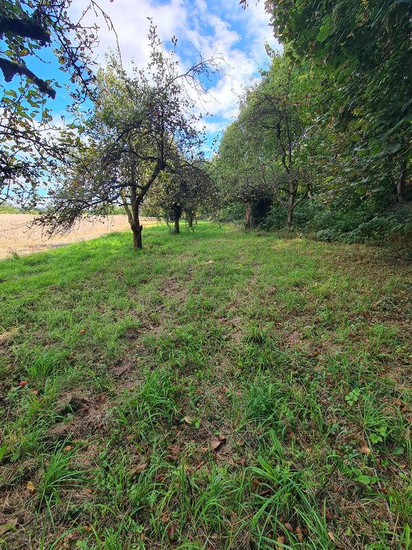 Schweinsgrube nach Holzmarkt