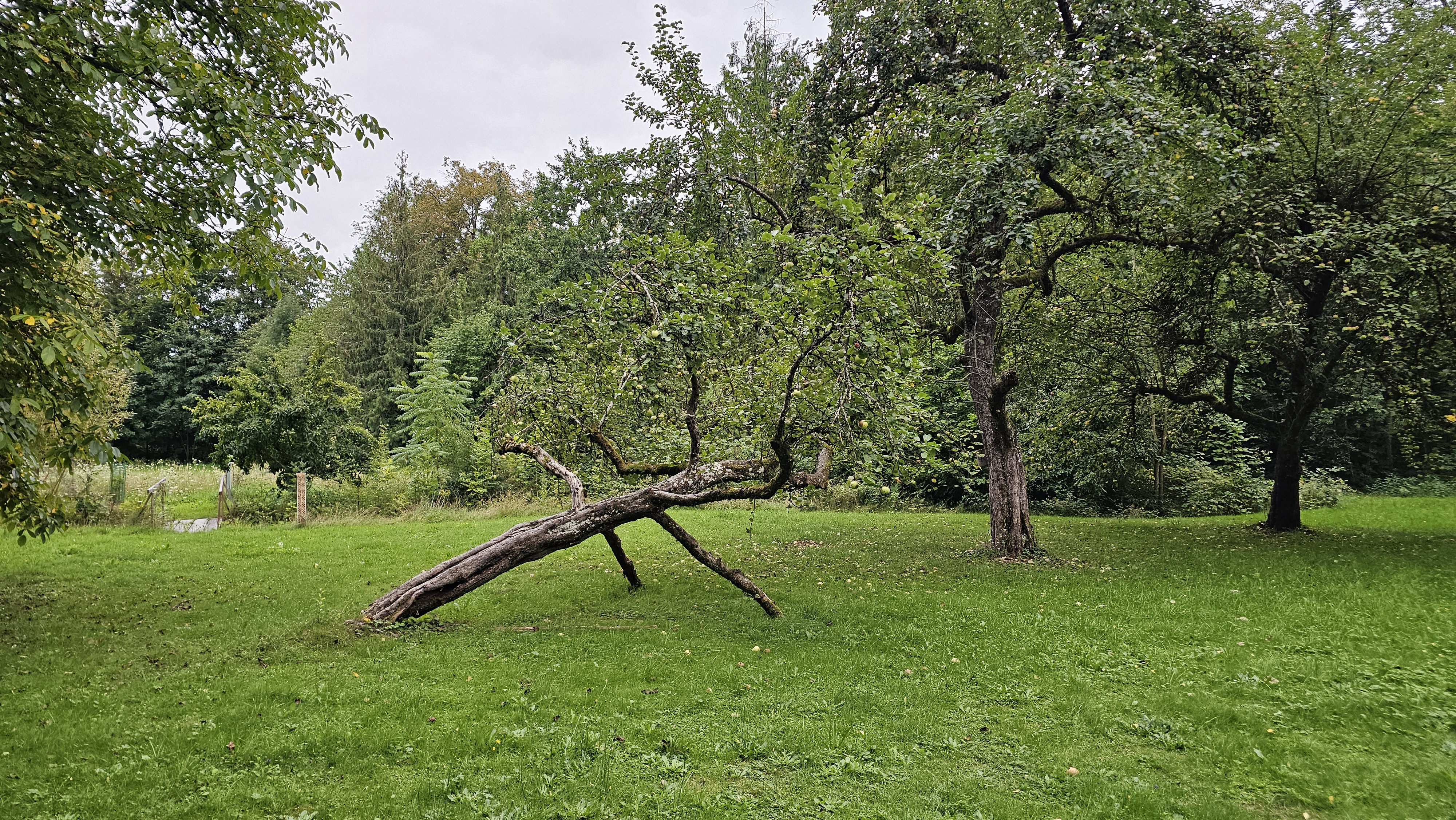 Gaildorfer Straße nach Veilchenweg