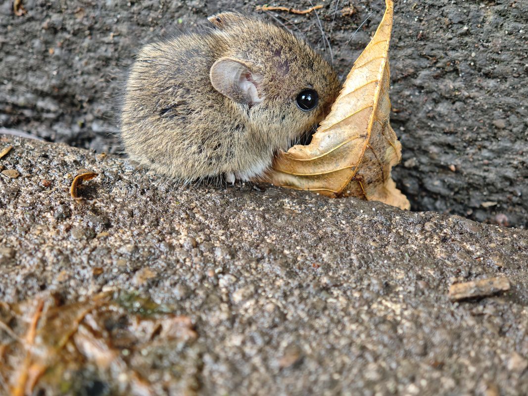 Tannenweg nach Griesenbruchstraße 2-4