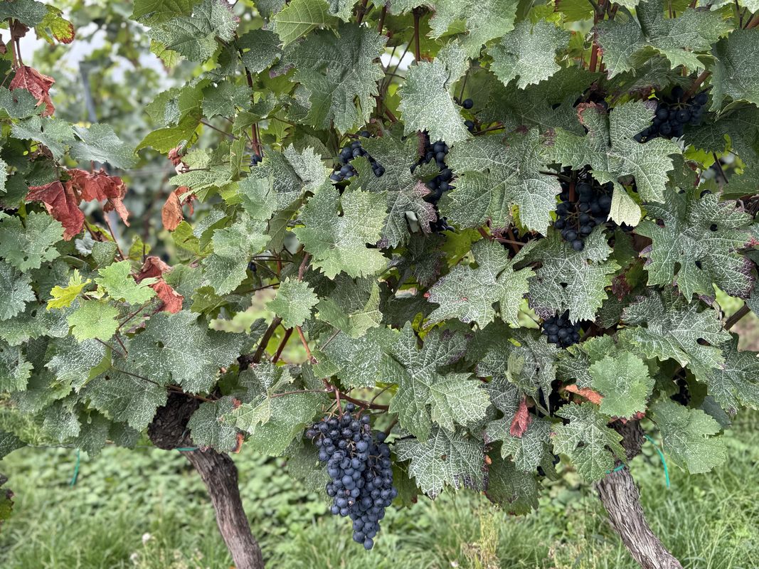 Am Graben, Grünstadt nach St-Michaels-Allee, Bad Dürkheim