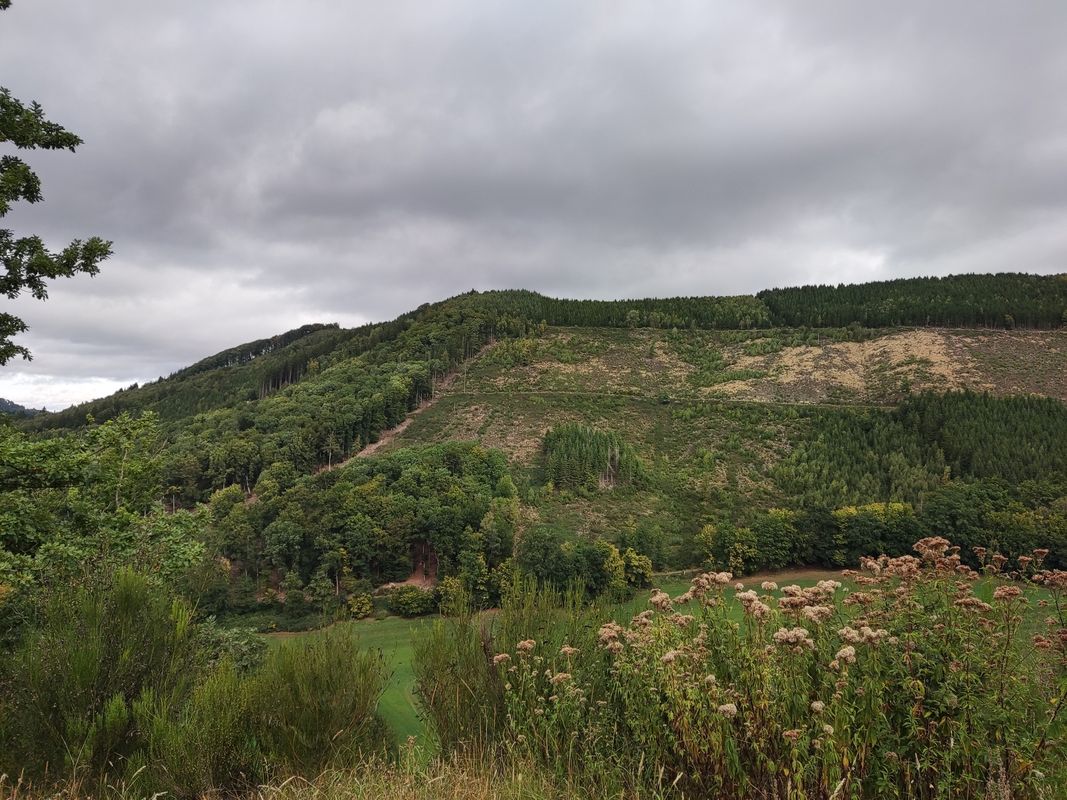 MTB-Tour 🚴 Wennemen, Calle, Kelbketal, Oesterberge, Wenholthausen, Wennemen.