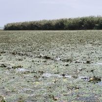 Foto 7 de la ruta de Bikemap "Tiszató kör."