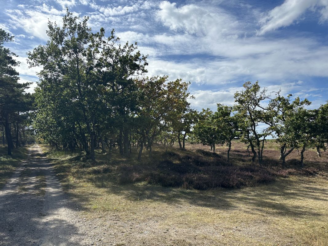 Hovedgaden, Tisvildeleje nach Sundhedsspor Melby Overdrev, Liseleje