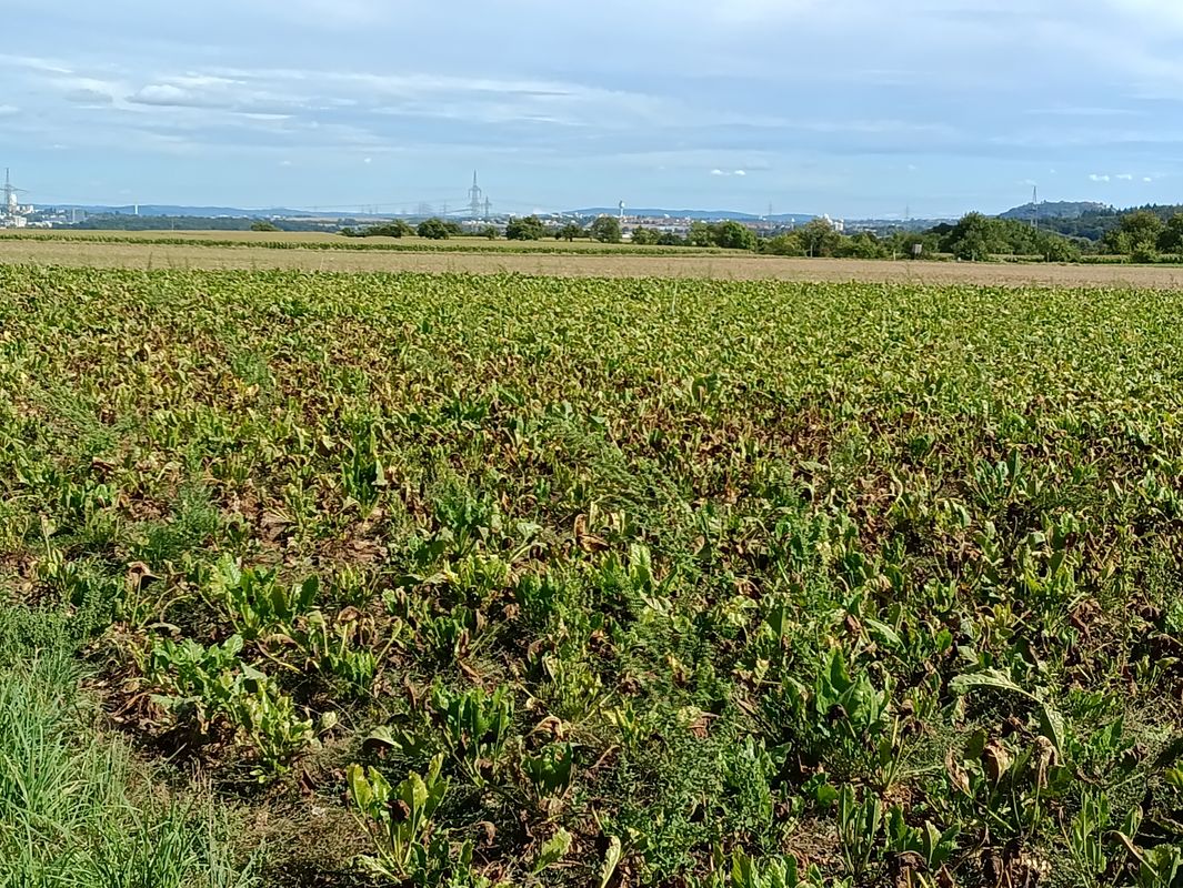 Schulstraße nach Schulstraße