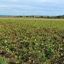 Schulstraße nach Schulstraße