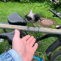 парнас. Как еще можно доехать не через шуваловский?