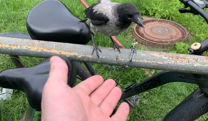 Photo 1 de l’itinéraire Bikemap « парнас. Как еще можно доехать не через шуваловский? »