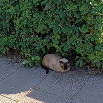 práctico suspendido