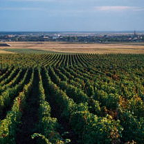 Septembrie, in viile Recasului