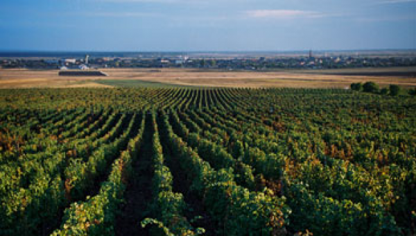 Foto 1 del percorso Bikemap "Septembrie, in viile Recasului"