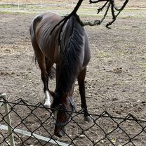 Zdjęcie 7 trasy Bikemap „żuk i konie”