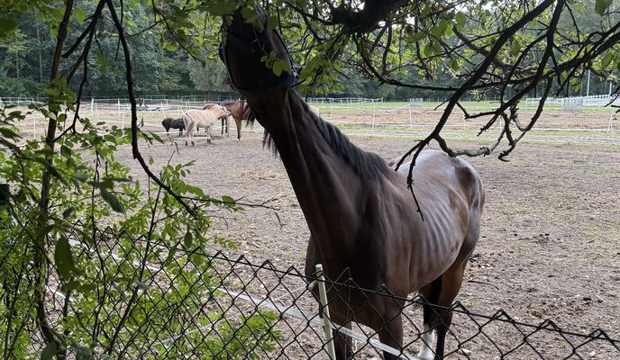 Zdjęcie 1 trasy Bikemap „żuk i konie”