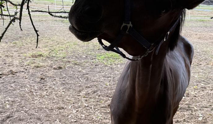 Zdjęcie 2 trasy Bikemap „żuk i konie”