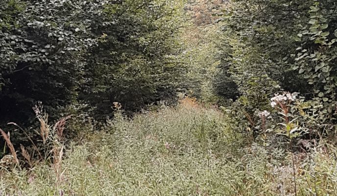 Foto 2 de la ruta de Bikemap "V lese."