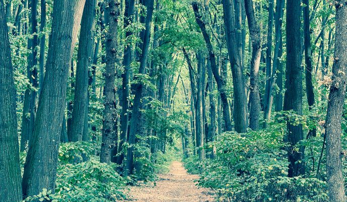 Foto 1 der Bikemap-Route "Pădurea cu cai"