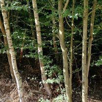 Jána Pavla II. do Levočská