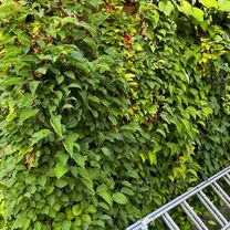 Łąkowa, Ligota Piękna do Letniskowa, Osola