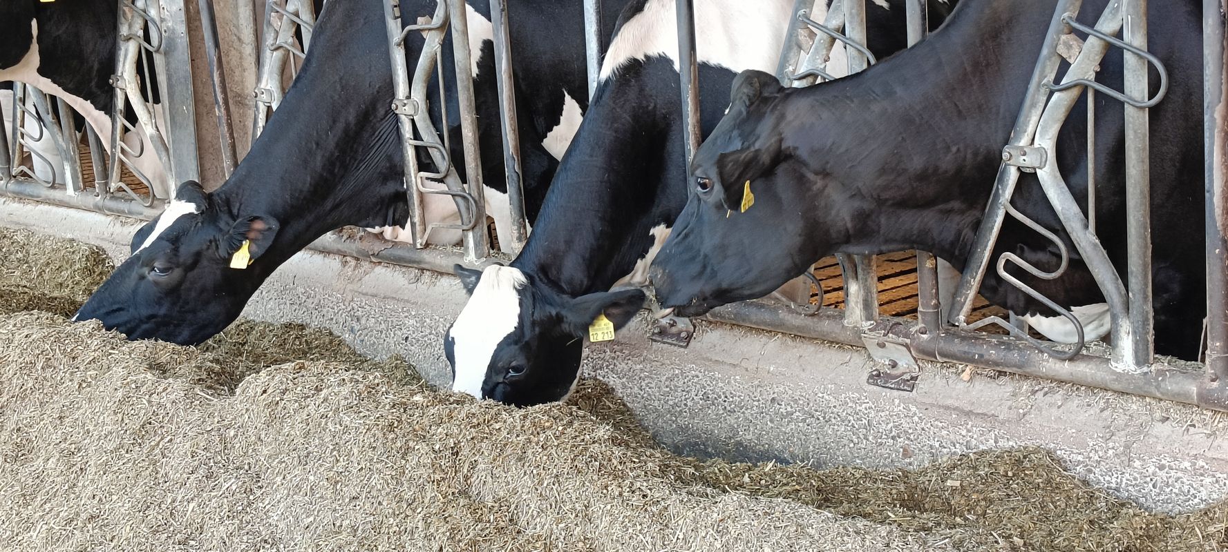 Kentroper Weg nach Kentroper Weg