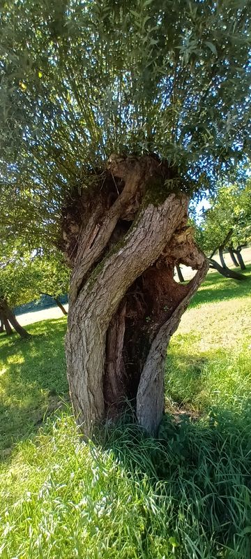 Quetziner Straße 72A nach Quetziner Straße 72A
