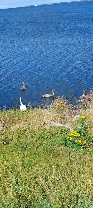 Albuen Strand     Nakskof  schöne Natur