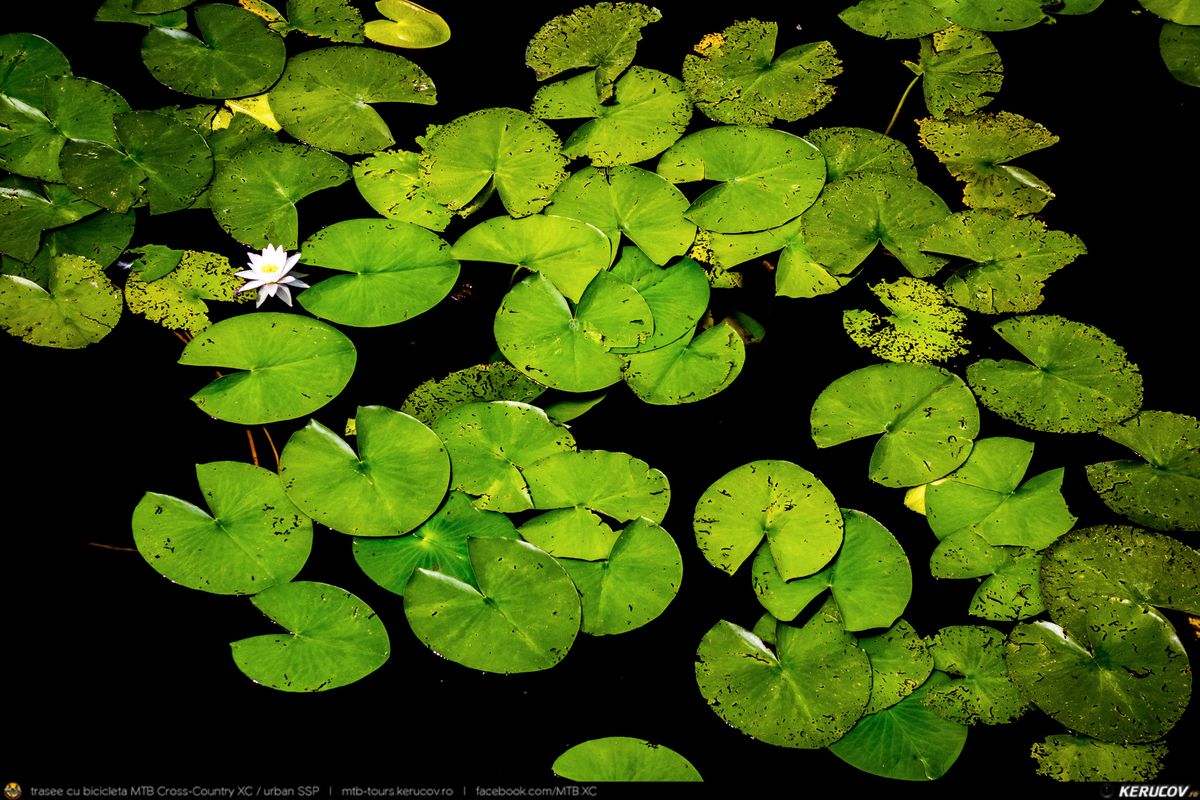 Bucuresti - Tunari - Balotesti - Tancabesti - Izvorani - Silistea Snagovului - Gruiu - Moara Vlasiei - Dascalu - Stefanestii de Sus - Tunari - Bucuresti