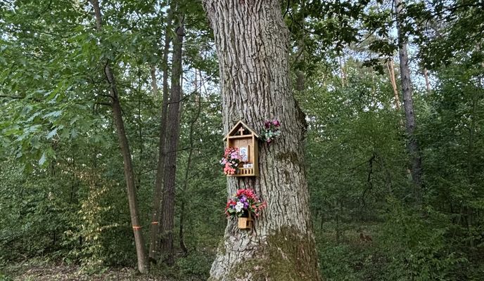 Foto 1 de la ruta de Bikemap "Króla J Sobieskiego, Puszcza Mariańska do Króla J Sobieskiego, Puszcza Mariańska"