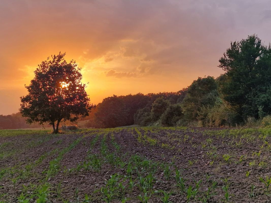 Alma Vii - Motiș - Valea Viilor