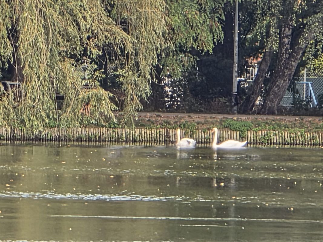 Henryka Sienkiewicza do Henryka Sienkiewicza