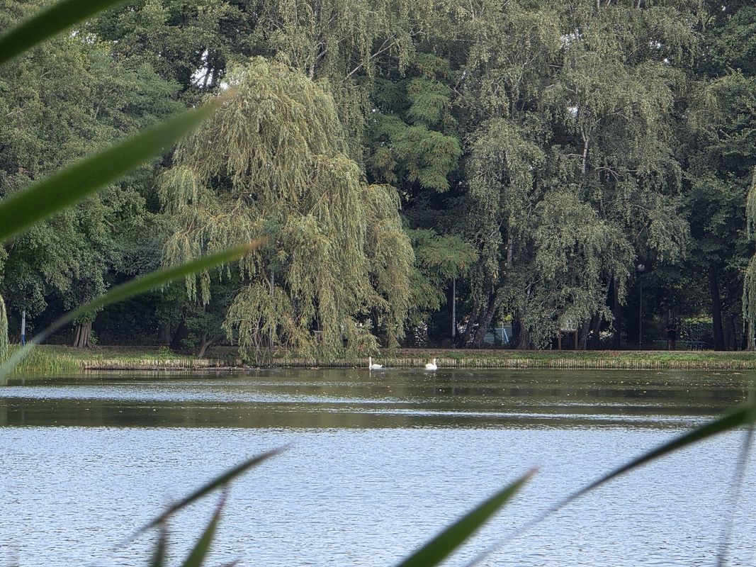 Henryka Sienkiewicza do Henryka Sienkiewicza